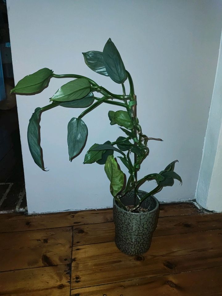 Philodendron hastatum silber sword Zimmerpflanze in Herne