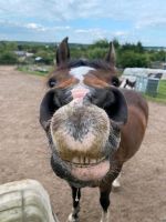 Reitbeteiligung Pferd sucht Reiter Niedersachsen - Helmstedt Vorschau