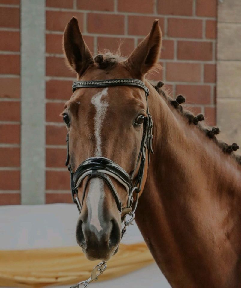 Polnisches Warmblut ( 7 jährig ) in Werl