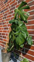 Monstera Deliciosa Fensterblatt Zimmerpflanze Kreis Pinneberg - Wedel Vorschau