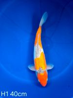 Koi D-Goshiki 40cm H1-8 Nordrhein-Westfalen - Wadersloh Vorschau