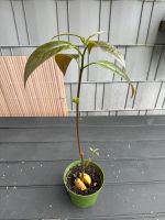 Avocado Pflanze Bayern - Bamberg Vorschau
