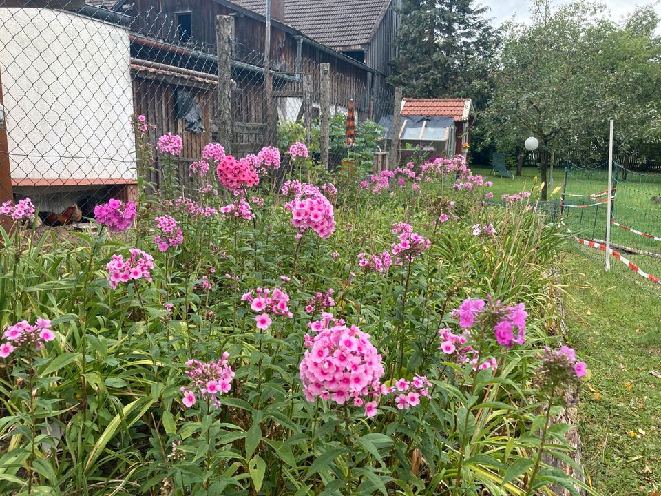 Hoher Stauden Phlox paniculata pink große Pflanze in Alling