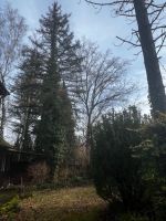 Baum zum fällen - Holz geschenkt - Profi gesucht Bayern - Lauf a.d. Pegnitz Vorschau