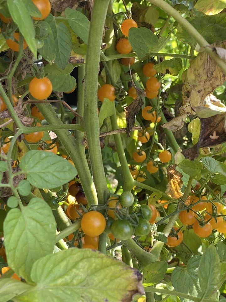 Tomatensamen Cocktail- Kirschtomaten Mix Alte Sorten in Esslingen