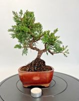 Bonsai Juniperus chinensis chinesischer Wacholder Rheinland-Pfalz - Böhl-Iggelheim Vorschau