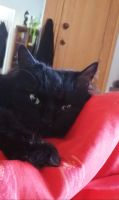 Schwarze langhaarige Katze immer noch vermisst.... Niedersachsen - Kutenholz Vorschau