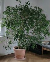 XXL Ficus Benjamini Zimmerpflanze gesund Baden-Württemberg - Kirchheim unter Teck Vorschau