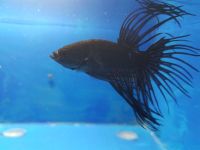 Kampffisch Paar Black Orchid-Betta Splendes Selten im Handel Wuppertal - Vohwinkel Vorschau