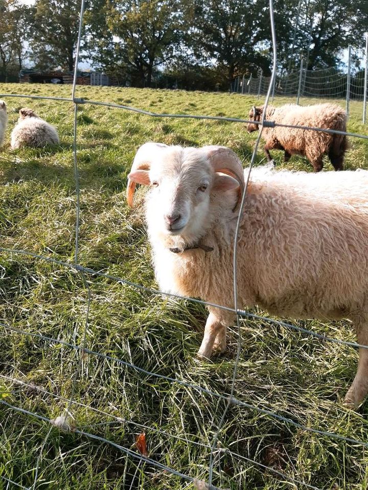 Ouessant Quessant Böckchen Zwergschaf Minischafe in Meschede