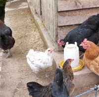 2 weiße Araucana Hennen reinrassig Baden-Württemberg - Mosbach Vorschau