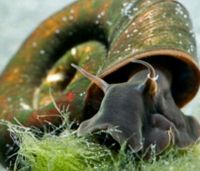 Teichposthornschnecke Algenfresser Gartenteich Nordrhein-Westfalen - Emsdetten Vorschau