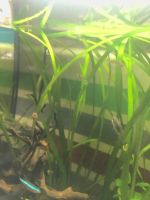 Guppy babies !5 STK.=4€! Nordrhein-Westfalen - Niederkassel Vorschau