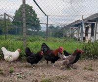 (Keine) Bruteier Marans schwarz-kupfer, blau-kupfer Schokoleger Baden-Württemberg - Weingarten (Baden) Vorschau