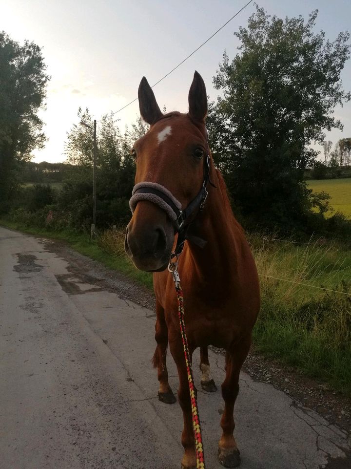 Reitbeteiligung in Lindlar - Pferd sucht Dich in Bergisch Gladbach