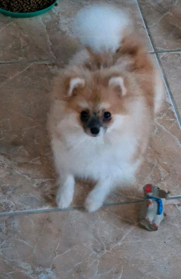 Pomeranian 1,2 Jahren alt in Goch