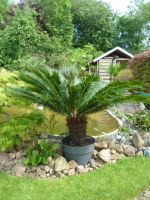 Palmenfarn 150 cm falsche Kategorie siehe Pflanzen Nordrhein-Westfalen - Ascheberg Vorschau