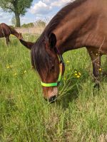 Reitbeteiligung- Pony sucht Mensch Hessen - Darmstadt Vorschau