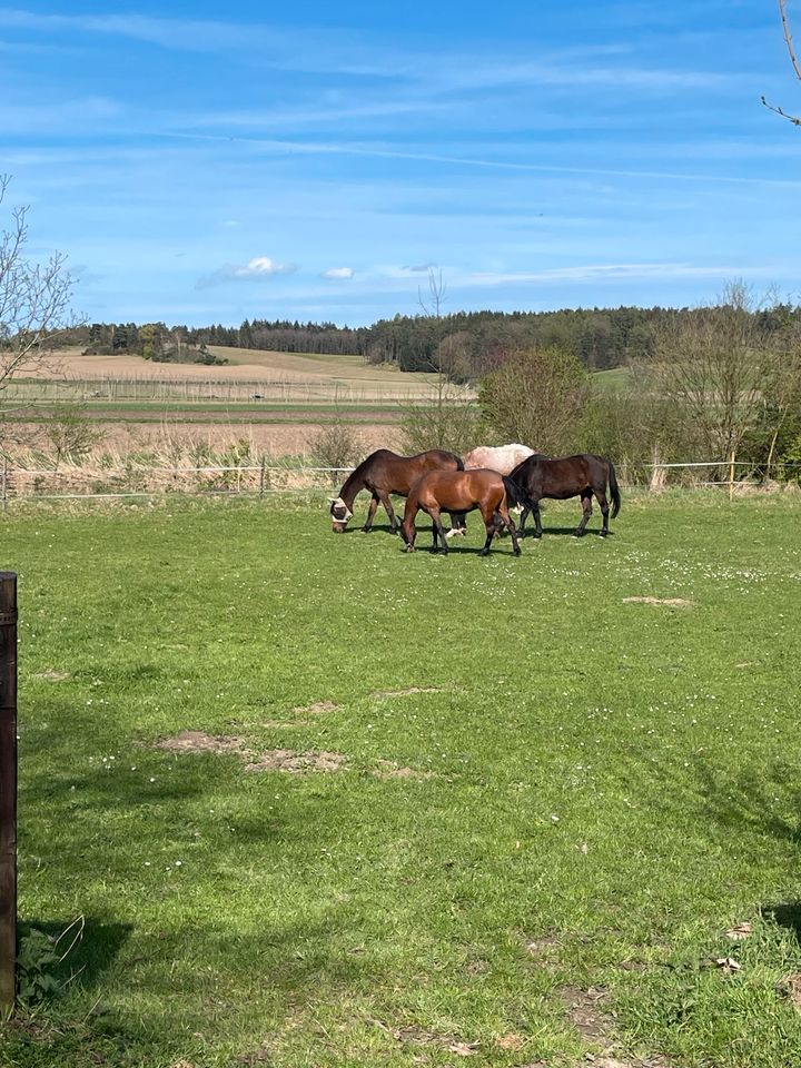 Pony Stute in liebevolle Hände abzugeben in Geisenfeld