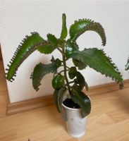 Kalanchoe daigremontiana, Brutblatt, mother of thousands Niedersachsen - Isernhagen Vorschau