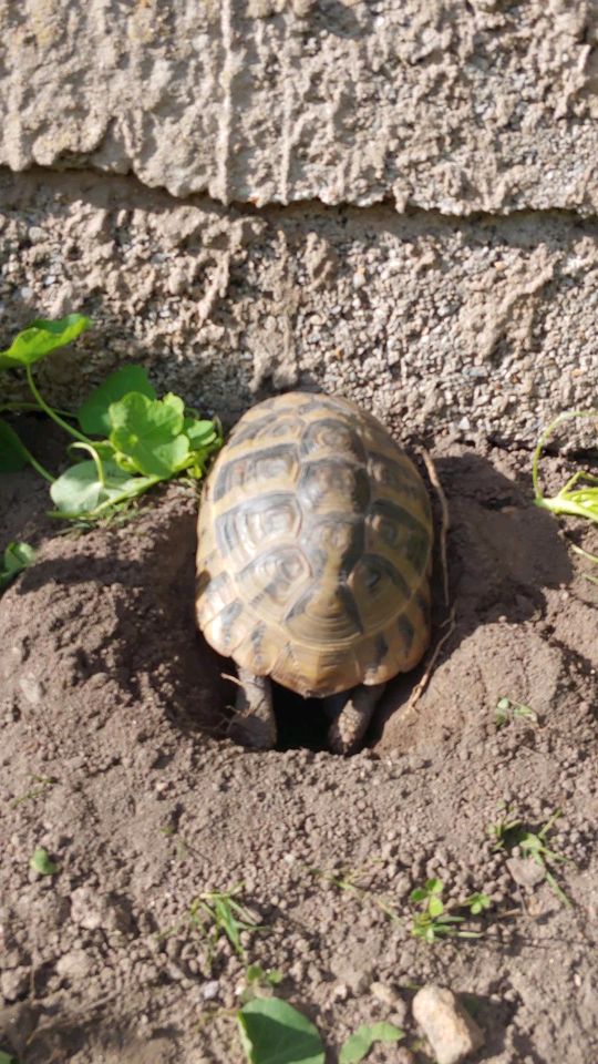 Schildkröten vermisst, gefunden? - Waidhaus in Waidhaus