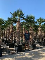 Trachycarpus wagnerianus Beste Hanfpalme Stammhöhe 110cm Nordrhein-Westfalen - Recklinghausen Vorschau