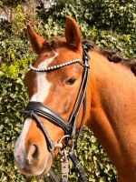 Traumpony ein Pony für alle Disziplinen Nordrhein-Westfalen - Sprockhövel Vorschau