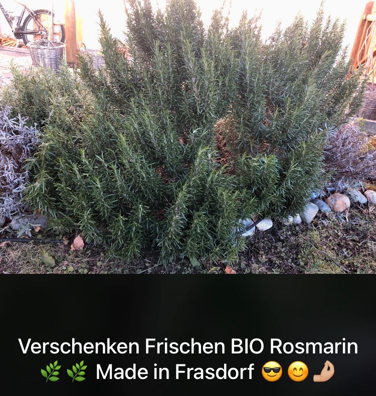 BIO Rosmarin zum Selbstpflücken Made Im Chiemgau in Frasdorf