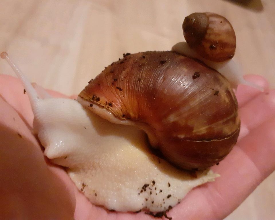 Archachatina Rhodostoma Benin/ Körperalbino in Oerlinghausen