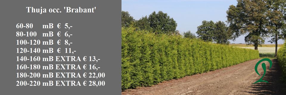 Thuja Brabant 160 bis 180 cm Lebensbaum Heckenpflanze Hecke in Wietmarschen