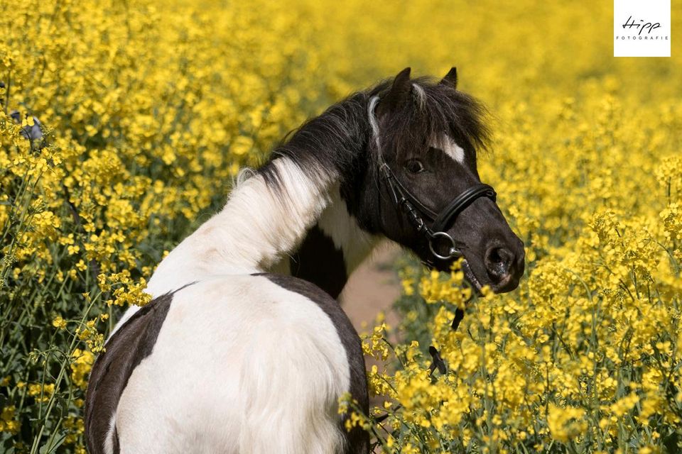 Reitbeteiligung/ Pony sucht Kind mit Reithalle in Travenbrück