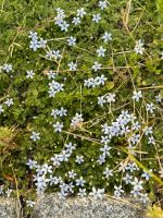 Bodendecker Blauer Stern Bubikopf Isotoma Blue Foot fluviatilis Schleswig-Holstein - Tremsbüttel Vorschau