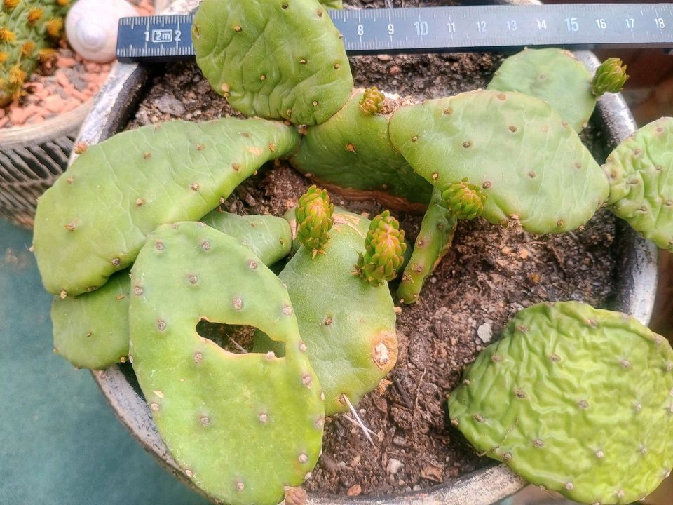 Blühende Opuntien Opuntia Kaktusfeigen 1xOhr abzugeben in Schrozberg