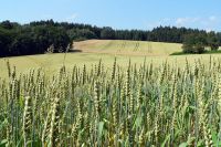 SUCHE! Acker Wiese (Grünland) zur Pacht, BIO, faire Bezahlung Bayern - Itzgrund Vorschau