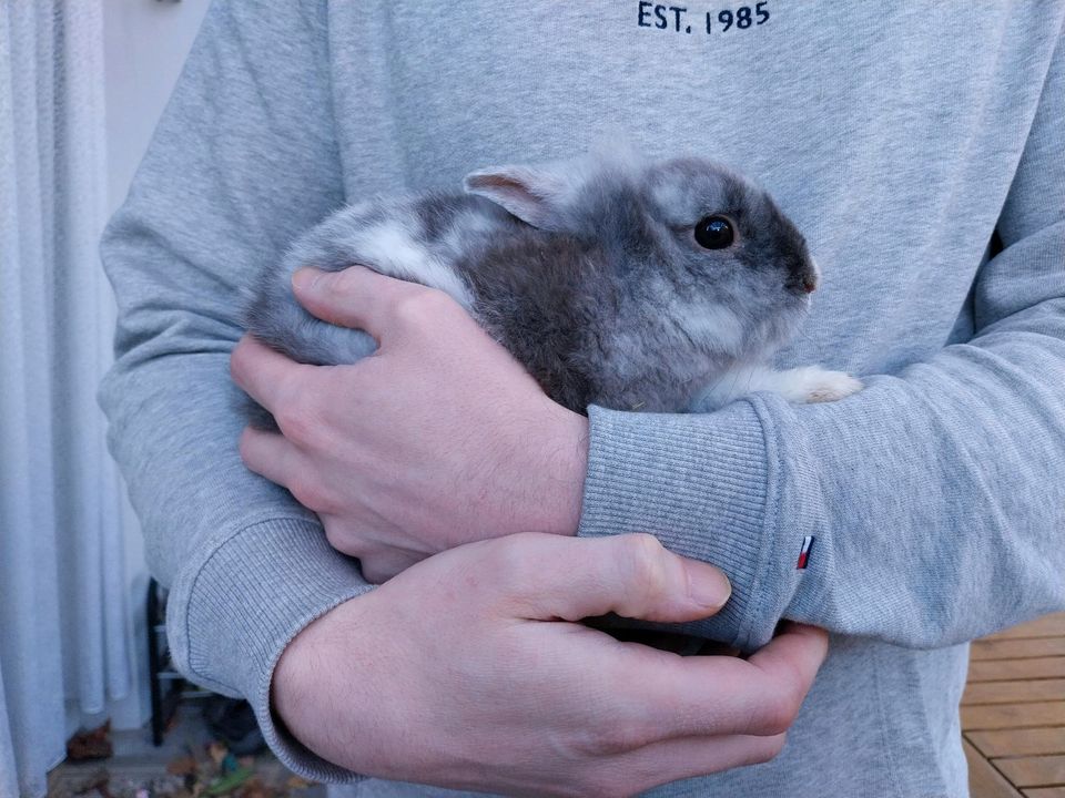 Zwergkaninchen Kaninchen  in liebevolle Hände abzugeben in Lengede