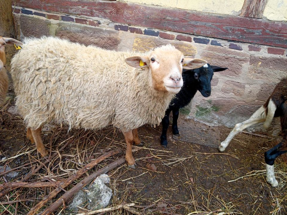 Weibliche Schafe abzugeben, 4 Auen und 1 junges weibliches Schaf in Friedland