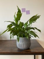 Spathiphyllum (PeaceLily) Pflanze - Mit oder ohne Topf München - Milbertshofen - Am Hart Vorschau