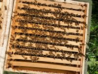 Bienenvölker, Ableger, kunstschwärme Niedersachsen - Hassendorf Vorschau