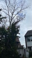 Baumfällung Baum fällen Erkrath Haan Hilden Solingen Düsseldorf - Bilk Vorschau
