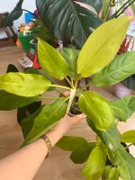 Philodendron Malay gold Niedersachsen - Schneverdingen Vorschau