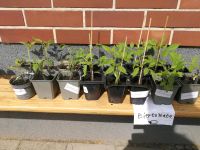 Tomatenpflanzen, Eiertomate, Kirschtomate Nordrhein-Westfalen - Heinsberg Vorschau