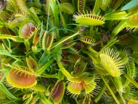 ANGEBOT! 'Venusfliegenfalle Dionaea muscipula GROß winterhart Saarland - Sulzbach (Saar) Vorschau