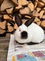 Kaninchen suchen Neues Zuhause Hessen - Schlüchtern Vorschau