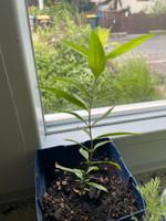 Jungpflanze Granatapfel Granatapfelbaum Sachsen - Rippien Vorschau