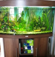 Aquarium mit Fischbesatz, .... Schleswig-Holstein - Tielen Vorschau