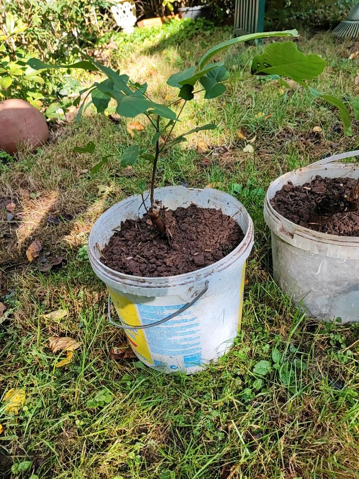 Nussbaum Juglans Regia (Walnuss Baum) Ableger Setzling Sprössling in Karlsbad