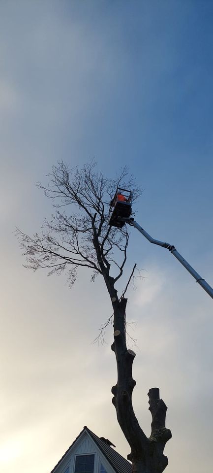 Mitarbeiter für die Baumpflege gesucht in Tribsees