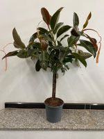 Ficus elastica 'Melany' stamm 110cm Gummibaum Nordrhein-Westfalen - Simmerath Vorschau