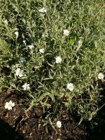 Weissblühendes Silberblatt Bodendecker silbernesTeppich-Hornkraut Sachsen - Stollberg Vorschau