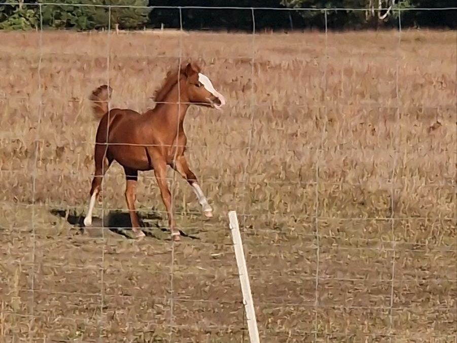 Welsh B Stutfohlen, Pony, Welsh Pony in Doberlug-Kirchhain